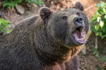 Vážná zranění tváře a hrudníku utrpěl muž na Slovensku po napadení medvědem