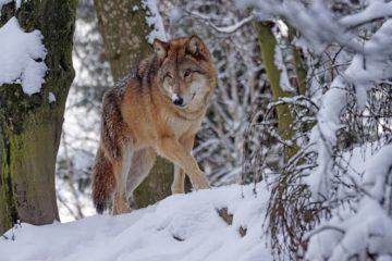Hledají rovnováhu mezi vlky v kulturní krajině